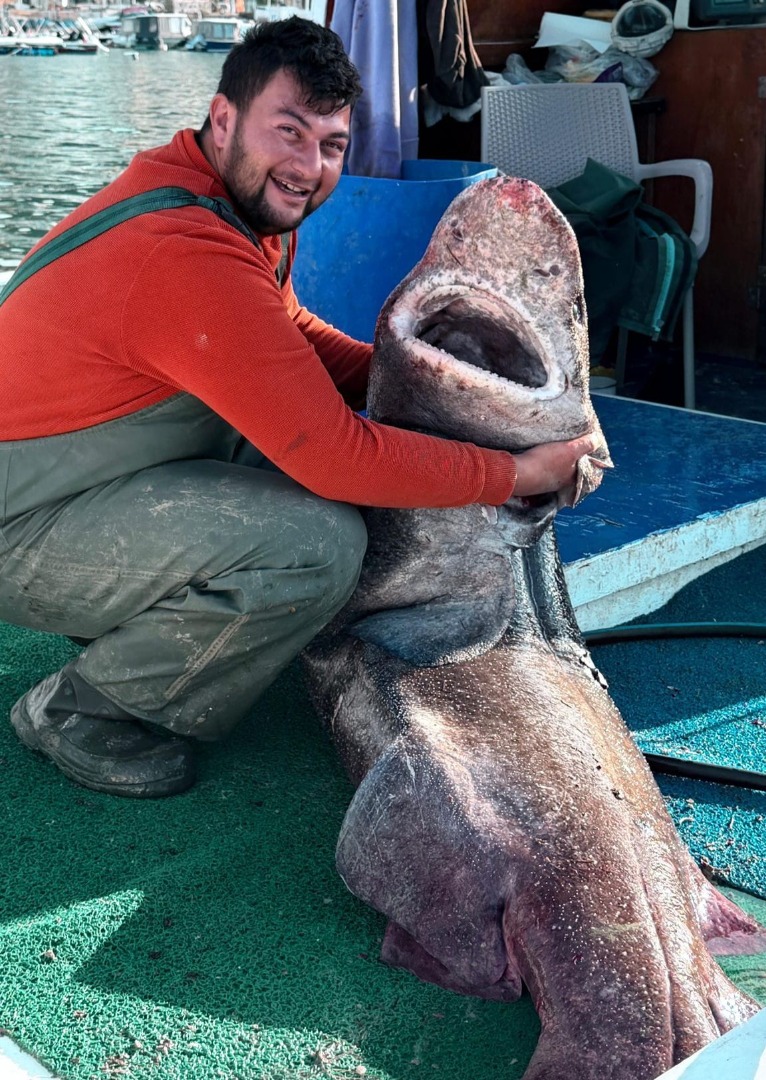 Esenköy Açıklarında 4 Metrelik, 300 Kiloluk Pamuk Cinsi Köpek Balığı Ağa Takıldı