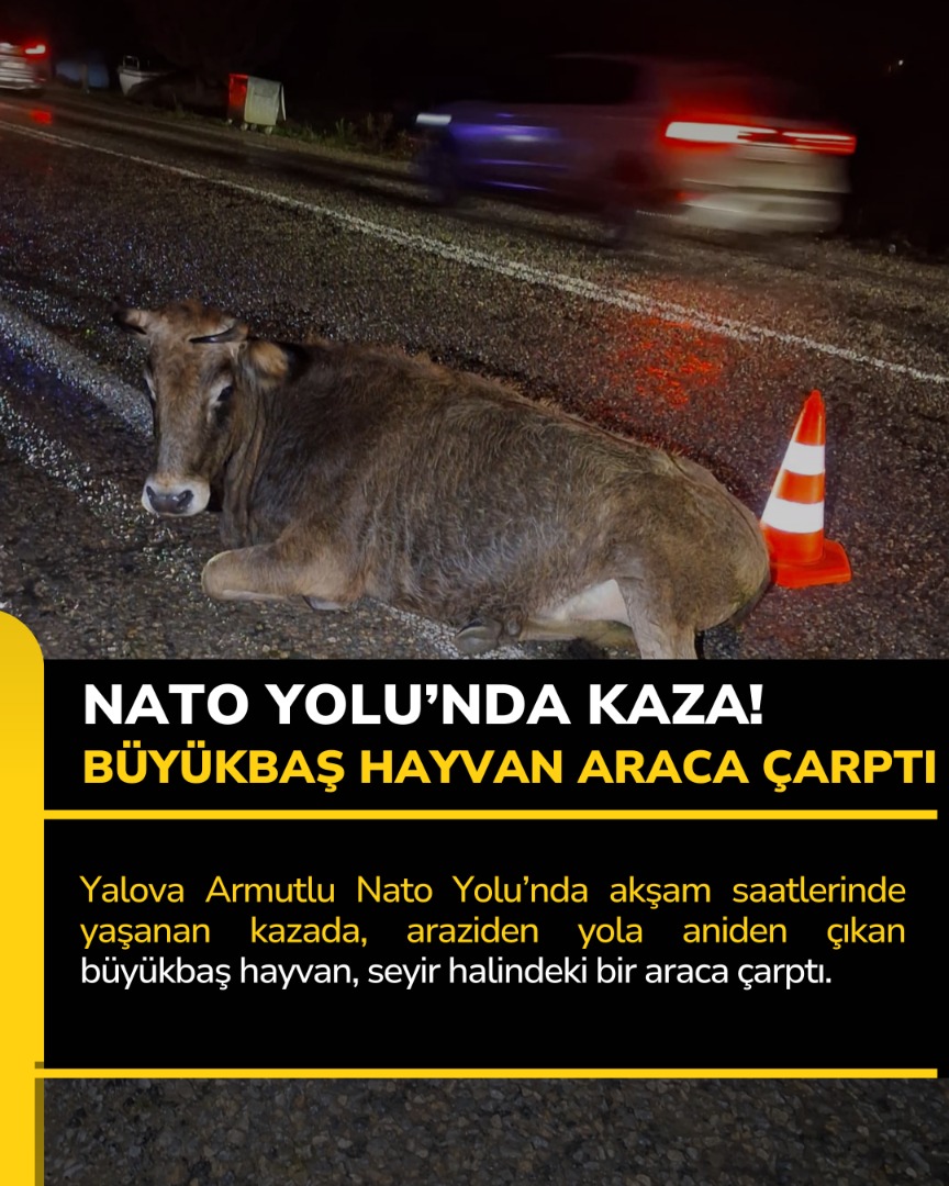 YALOVA-ARMUTLU NATO YOLU'NDA KAZA! BÜYÜKBAŞ HAYVAN ARACA ÇARPTI